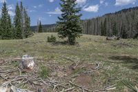 an old stump tree sits in the middle of a field near a large tree with no leaves on it