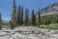 Wilderness: A Mountain Range with Forest