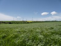 a field with many wind turbines and grass and clouds in the background in summer on a clear day