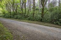 an image of a gravel path that is winding between some trees and grass on either side