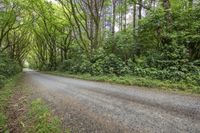 a winding road surrounded by trees covered in green vegetation and grass in the middle of a wooded area