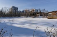 Winter Day in Ontario: Snow Covered Trees 002