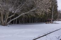 Winter in Canada: Snow-Covered Trees