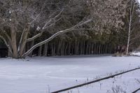 Winter in Canada: Snow-Covered Trees