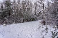 there is snow on the ground and in the woods beside a path with trees all around it