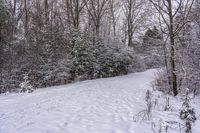 there is snow on the ground and in the woods beside a path with trees all around it