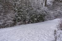 there is snow on the ground and in the woods beside a path with trees all around it