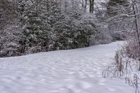 there is snow on the ground and in the woods beside a path with trees all around it