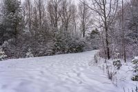 there is snow on the ground and in the woods beside a path with trees all around it