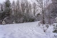 there is snow on the ground and in the woods beside a path with trees all around it