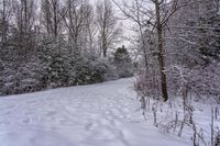 there is snow on the ground and in the woods beside a path with trees all around it