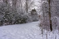 there is snow on the ground and in the woods beside a path with trees all around it