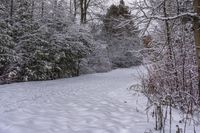 there is snow on the ground and in the woods beside a path with trees all around it