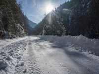 a dirt road surrounded by snow and pine trees on a sunny day with a sun shining through the trees