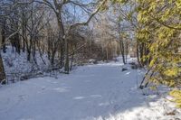 a path covered with snow with lots of trees around it all in the background is the sun and snow