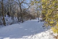 a path covered with snow with lots of trees around it all in the background is the sun and snow