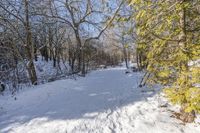 a path covered with snow with lots of trees around it all in the background is the sun and snow