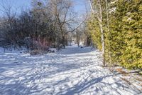 a path covered with snow with lots of trees around it all in the background is the sun and snow