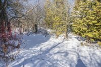 a path covered with snow with lots of trees around it all in the background is the sun and snow