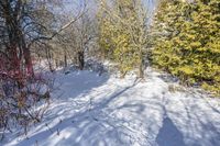 a path covered with snow with lots of trees around it all in the background is the sun and snow