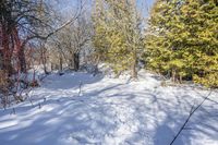 a path covered with snow with lots of trees around it all in the background is the sun and snow