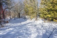 a path covered with snow with lots of trees around it all in the background is the sun and snow