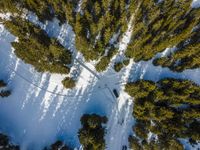 a view looking down at a group of tall trees in a snowy forest with deep shadows from the treeline