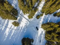 a view looking down at a group of tall trees in a snowy forest with deep shadows from the treeline