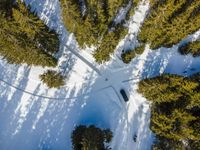 a view looking down at a group of tall trees in a snowy forest with deep shadows from the treeline