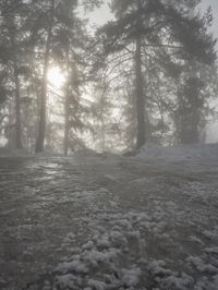 Winter Landscape in Germany: Forest Covered in Snow