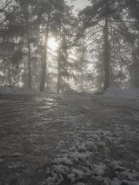Winter Landscape in Germany: Forest Covered in Snow