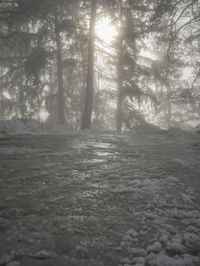 Winter Landscape in Germany: Forest Covered in Snow