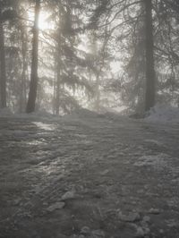 Winter Landscape in Germany: Forest Covered in Snow