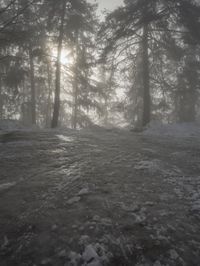 Winter Landscape in Germany: Forest Covered in Snow