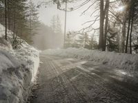Winter Landscape in Germany: Snowy Forest Views