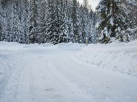 a person is walking up a snowy road next to snow covered evergreen trees, with one person holding skis up