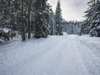 a person is walking up a snowy road next to snow covered evergreen trees, with one person holding skis up