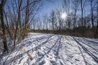 the tree lined trail is marked by shadows on the snowy ground there are no leaves on the ground