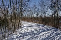 the tree lined trail is marked by shadows on the snowy ground there are no leaves on the ground