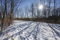 the tree lined trail is marked by shadows on the snowy ground there are no leaves on the ground