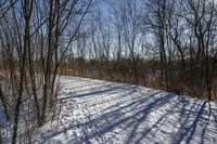 the tree lined trail is marked by shadows on the snowy ground there are no leaves on the ground