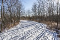 the tree lined trail is marked by shadows on the snowy ground there are no leaves on the ground