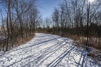 the tree lined trail is marked by shadows on the snowy ground there are no leaves on the ground