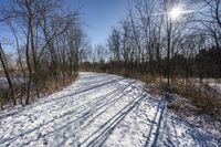 the tree lined trail is marked by shadows on the snowy ground there are no leaves on the ground