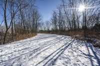 the tree lined trail is marked by shadows on the snowy ground there are no leaves on the ground