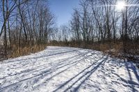 the tree lined trail is marked by shadows on the snowy ground there are no leaves on the ground