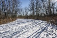 the tree lined trail is marked by shadows on the snowy ground there are no leaves on the ground