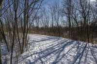 the tree lined trail is marked by shadows on the snowy ground there are no leaves on the ground