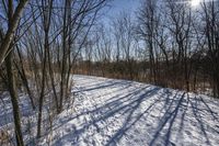 the tree lined trail is marked by shadows on the snowy ground there are no leaves on the ground