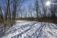 the tree lined trail is marked by shadows on the snowy ground there are no leaves on the ground